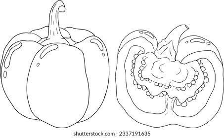 Hand drawn line illustration of different types of pepper. Bell sweet peppers, paprika. Vegetables painted with ink on white background. Vector sketch food.