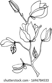 Hand drawn line illustration of magnolia flowers on a white background graphic blossom collection floral decoration nature vector botanical drawing bunch sketch