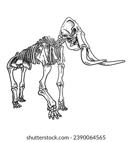 Línea de mano Dibujo Ilustración del esqueleto mamut aislado en fondo blanco, esqueleto prehistórico vector de mamut.
