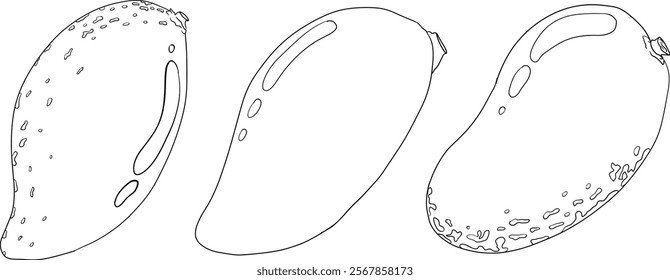 Hand drawn line mango. Tropical fruit vector illustration. Botanical vintage coloring pages