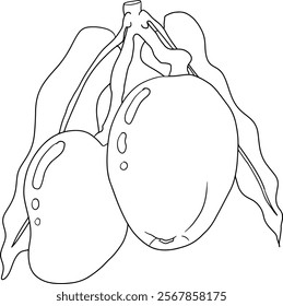 Hand drawn line mango. Tropical fruit vector illustration. Botanical vintage coloring pages