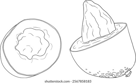 Hand drawn line mango. Tropical fruit vector illustration. Botanical vintage coloring pages