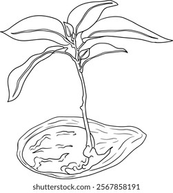 Hand drawn line mango. Tropical fruit vector illustration. Botanical vintage coloring pages