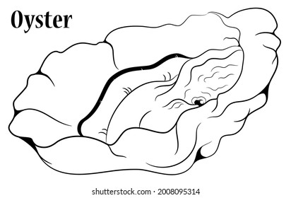 Hand Drawn Line Oyster, fresh seafood. Isolated on white background . Healthy Food for Restaurant menu,  Sea Food Markets.