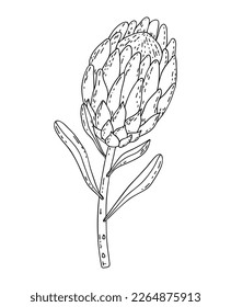 Hand drawn line Protea isolated on white background. Outline exotic flower. King Protea