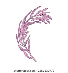 Hand drawn line purple floral twig, botanical pink branches, leaves