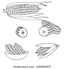 Hand drawn line set of the corns. Natural farm food.