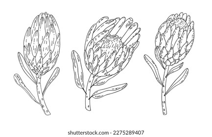 Conjunto de líneas dibujadas a mano del rey protea aislado sobre fondo blanco. Colección de flor exótica de la mano tropical.