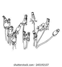 Hand drawn line sketch of bunch of old dandelion flowers. Black and white graphic art. Vector illustration.