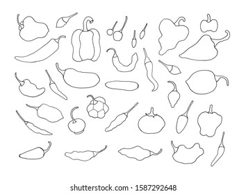 Hand drawn line sketch chilli pepper set. Vector element doodle design, Pen drawing illustration on white background