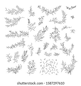 Hand drawn line sketch floral and sprigs set. Vector element doodle design, Pen drawing illustration on white background