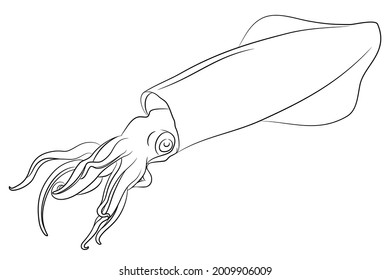 Hand Drawn Line Squid, Fresh Seafood. Isolated on white background . Healthy Food for Restaurant menu,  Sea Food Markets.
