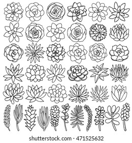 Hand Drawn Line Succulent Plant Isolated On White Background. Vector Illustration