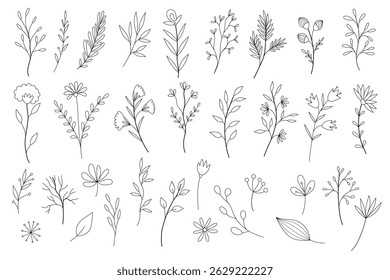 Hand drawn line wedding herb, elegant wildflowers.