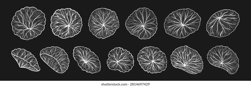 Hand drawn linear engraving of Centella asiatica leaves set top view. Gotu kola, Asiatic pennywort herb in various shapes. Medicinal plant elements for label, sticker package. Vector illustration