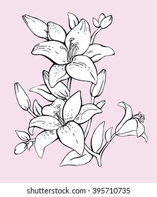 Hand drawn linear vector illustration. Floral background with blooming lilies flowers. Silhouette of lily flowers isolated on pink background. Lily flowers. Blooming lily.