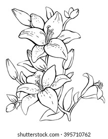 21,806 Outline of lily Images, Stock Photos & Vectors | Shutterstock