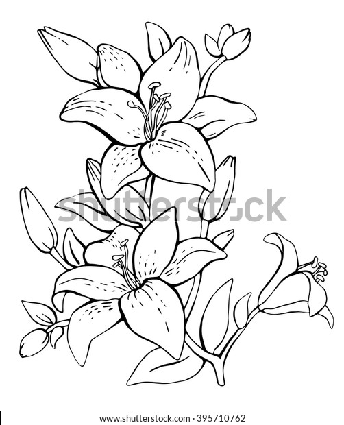手描きの線形ベクトルイラスト 花柄の背景に花のリリーの花 白い背景にリリーの花のシルエット リリーの花 咲く百合 のベクター画像素材 ロイヤリティフリー