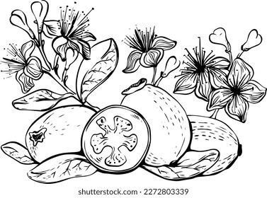 Hand drawn lineart feijoa fruits with flowers and leaves on white background