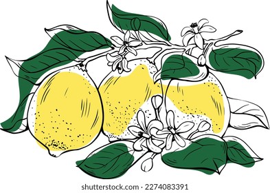 Hand drawn lineart three whole yellow lemons with flowers and green leaves on white background