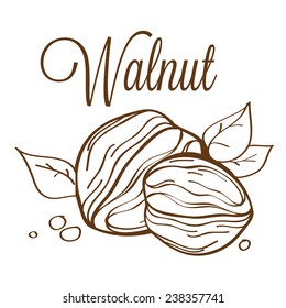 hand drawn line-art vector illustration of walnut