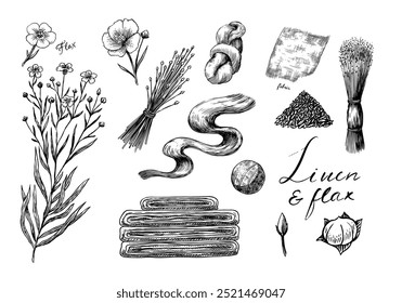 Sementes de linho desenhadas à mão e flor de linho. Ilustração de clipart de vetor. Esboço de linha e tinta. Estilo Vintage desenhado à mão. 