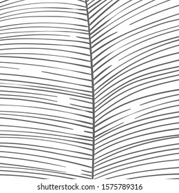 Hand drawn lines made striped background divided in the middle in two parts. Close up of tropical leaf or feather part macro