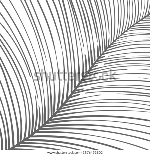 Hand drawn lines made striped background divided in
the middle in two parts. Close up of tropical leaf or feather part
macro