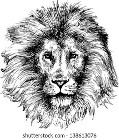 hand drawn lion head