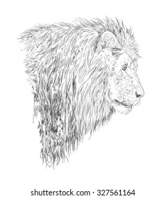 hand drawn lion head