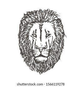 Hand Drawn Lion Head. Lion Face. Vector