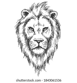 Hand drawn lion head vector sketch isolated on white background. Vintage etching illustration.	