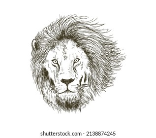 hand drawn of lion head vector