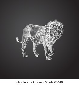 Hand drawn lion sketch symbol. Vector wildcat element in trendy style.