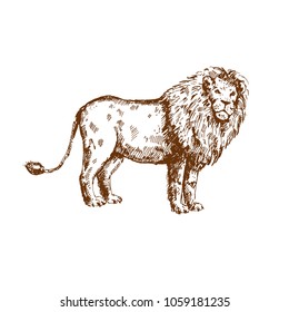 Hand drawn lion. Sketch, vector illustration.
