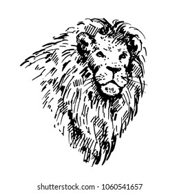 Hand Drawn Lion Sketch Vector Illustration Stock Vector (Royalty Free ...