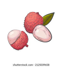 Hand Drawn Litchi Sketch Isolated On White Background.