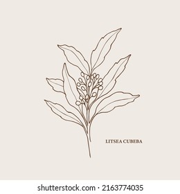 Hand drawn litsea cubeba branch illustration