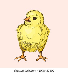 Hand drawn little chick. Funny yellow bird. Easter symbol. Doodle illustration