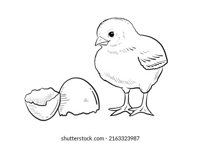Hand Drawn Little Chicken. Chick sketch. Hand-drawn, artistic, black and white sketch of chick on a white background. Doodle style cute chick with broken egg illustration. Outline drawing for coloring