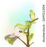 hand drawn little green birds feeding their young in the nest 