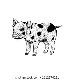 Hand drawn little pig. Retro realistic animal isolated. Vintage style. Doodle line graphic design. Black and white drawing mammal. Vector sketch. Domestic cute animal.