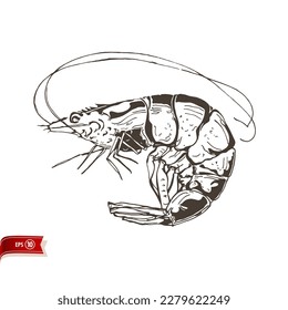 Hand drawn live shrimp isolated on white background. Vector sea food sketch for poster, web design, banner, card, flyer, icon, logo or badge.