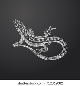 Hand Drawn Lizard Sketch Symbol isolated on chalkboard. Vector Amphibian and reptiles Element In Trendy Style
