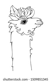 Hand drawn llama for adult coloring page. Vector illustration. May be used for print on t-shirt, wallpaper or poster.