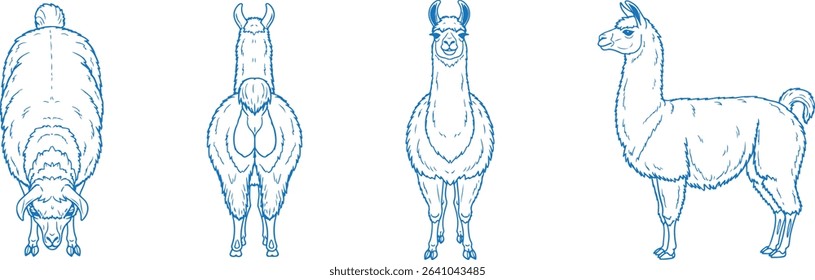 Hand Drawn Llama Vector Illustration Featuring Front, Back, Side and Top Views in Clean Line Art Style for Farm Animal Design, Livestock Anatomy Reference, and Educational or Zoological Graphics

