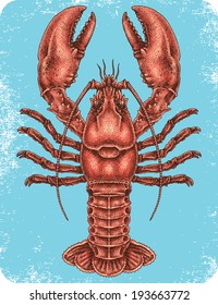 Hand drawn lobster.