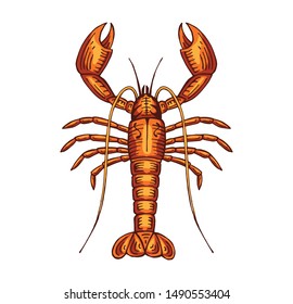 hand drawn lobster color vector illustration