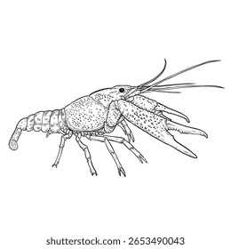 Lagosta desenhada à mão, desenhando ilustração vetorial em estilo vintage.