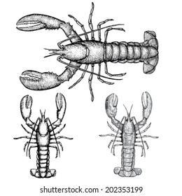 Hand Drawn Lobster Illustration In Three Styles